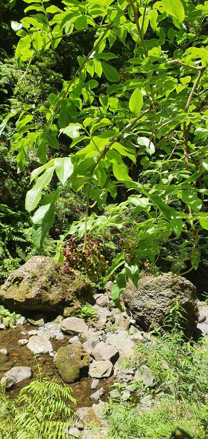 Sambucus lanceolata photo 7