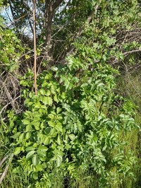Sambucus mexicana
