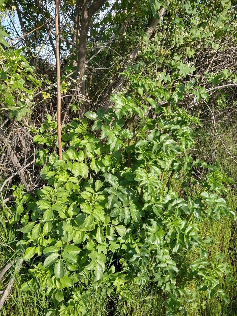 Sambucus mexicana