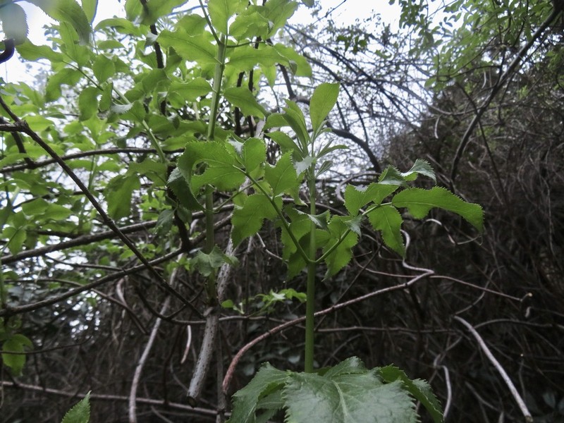 Sambucus mexicana photo 2