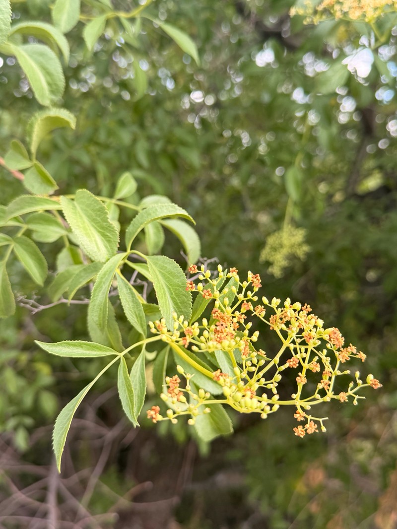 Sambucus mexicana photo 3