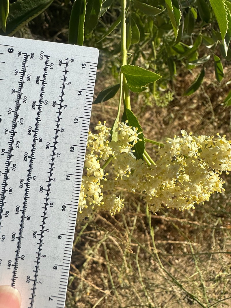 Sambucus mexicana photo 4