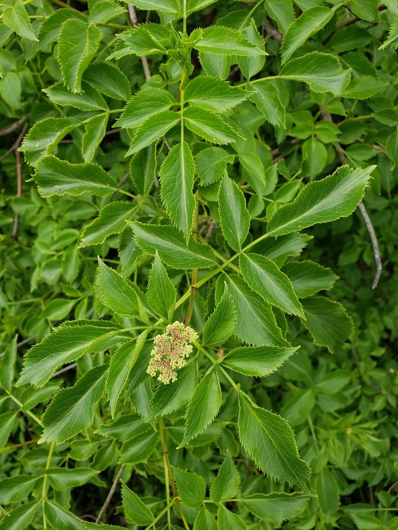 Sambucus mexicana photo 5