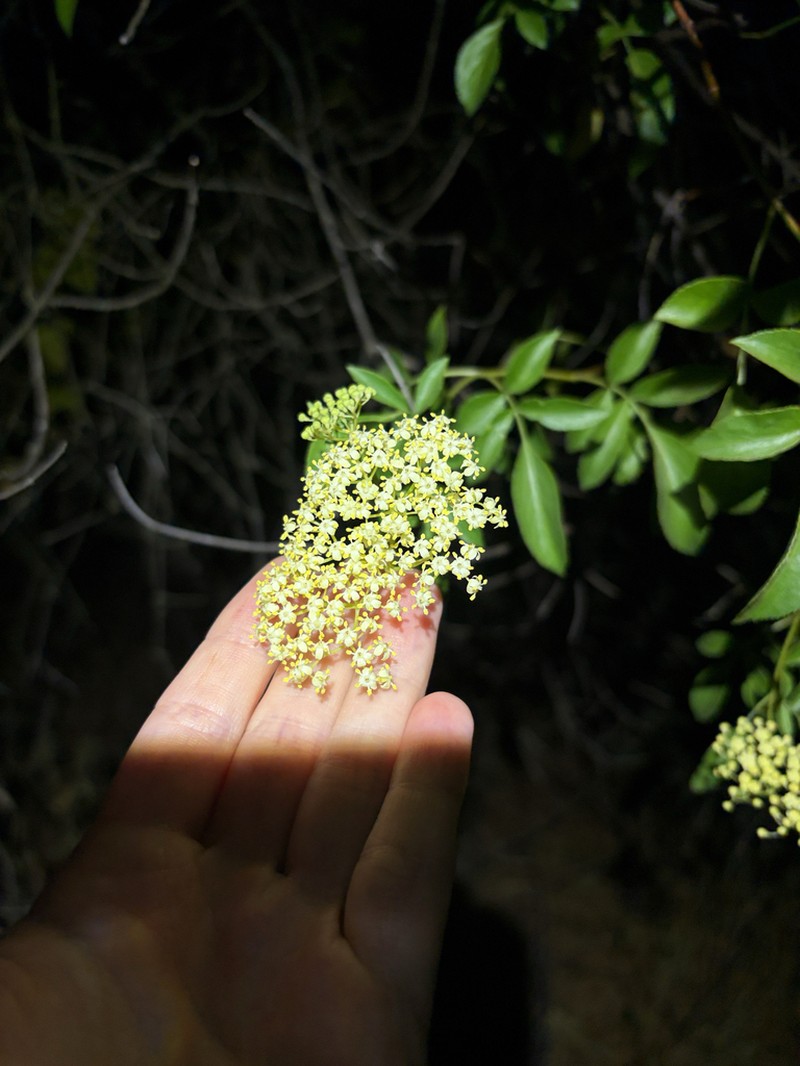 Sambucus mexicana photo 6