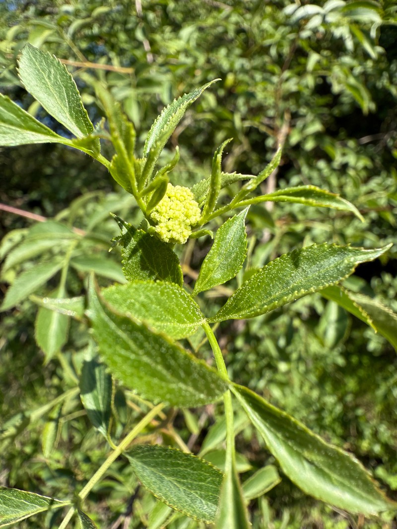 Sambucus mexicana photo 7