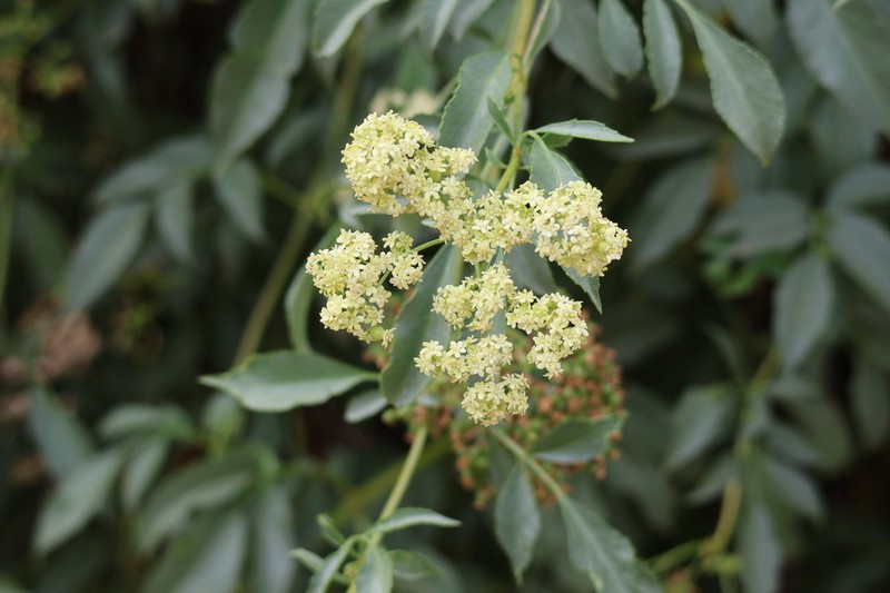 Sambucus mexicana photo 8