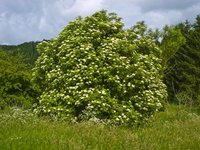Black Elderberry