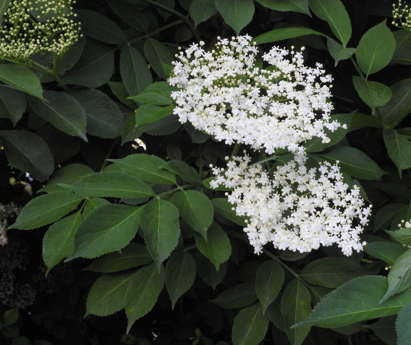 Black Elderberry photo 6