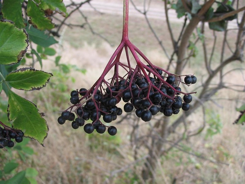 Black Elderberry photo 7