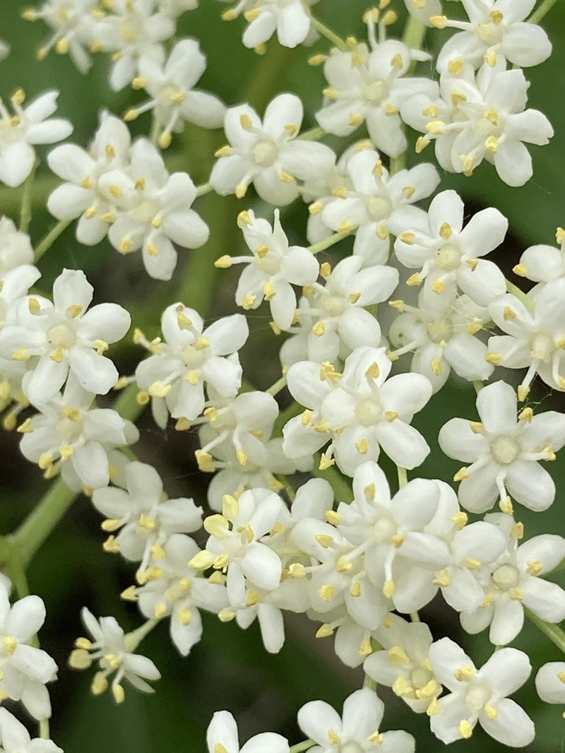 Black Elderberry photo 4