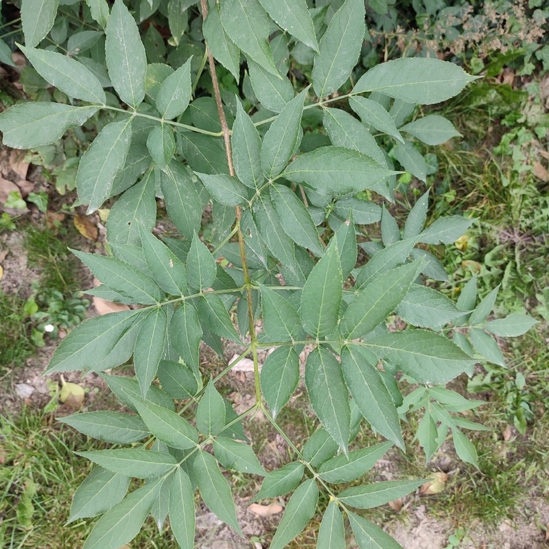 Black Elderberry photo 5