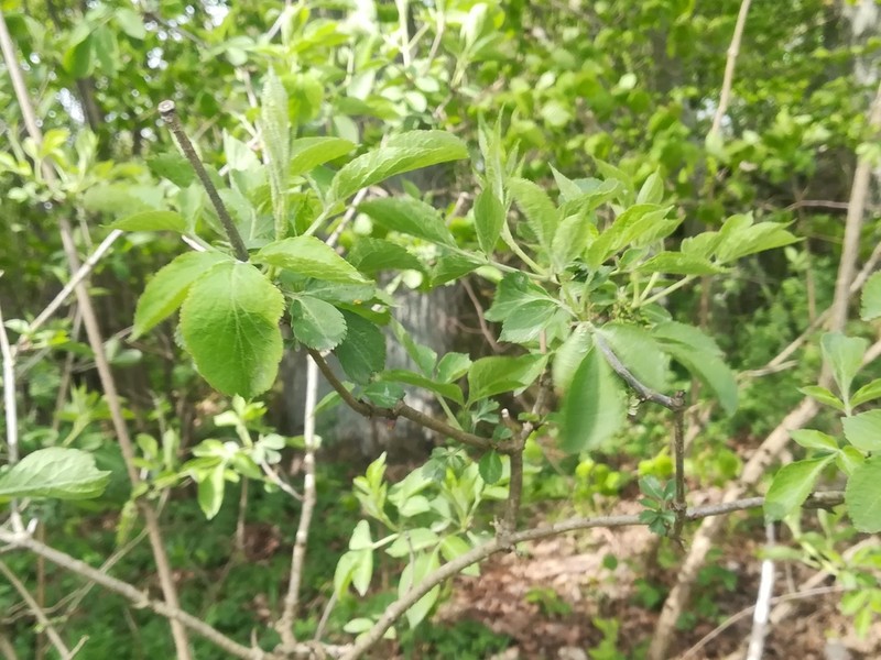 Black Elderberry photo 6