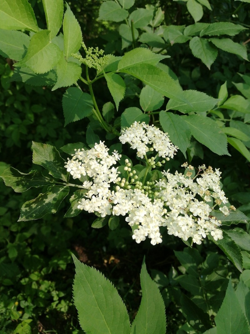 Black Elderberry photo 7