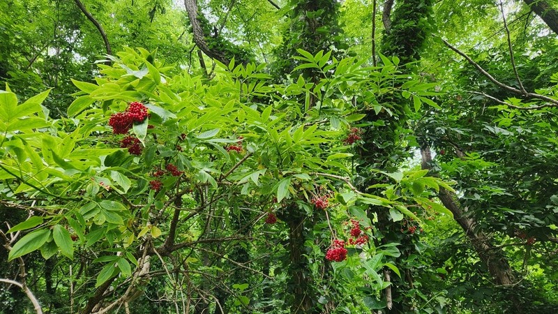 Sambucus pendula