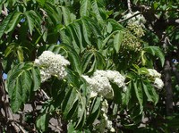 Sambucus peruviana