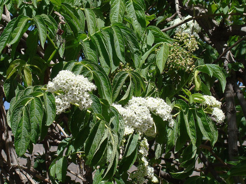 Sambucus peruviana