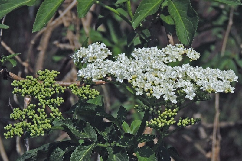 Sambucus peruviana photo 2