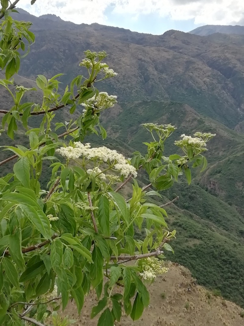 Sambucus peruviana photo 3
