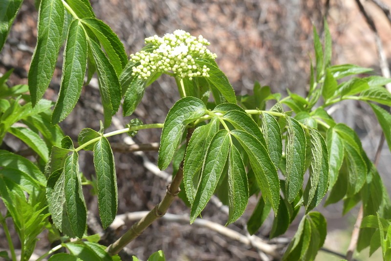 Sambucus peruviana photo 4