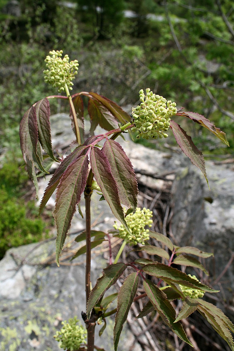 Red Elderberry photo 4
