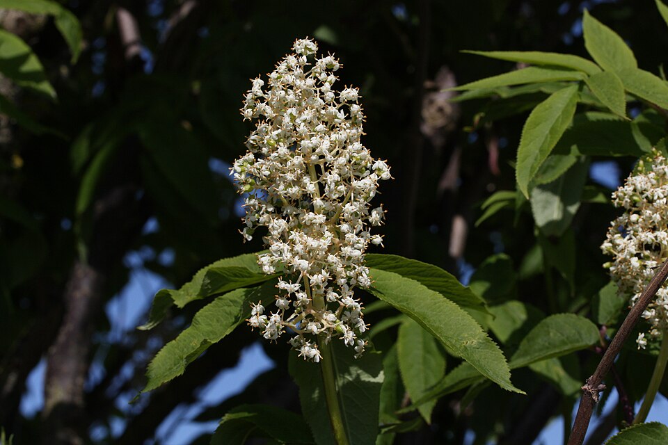 Red Elderberry photo 5
