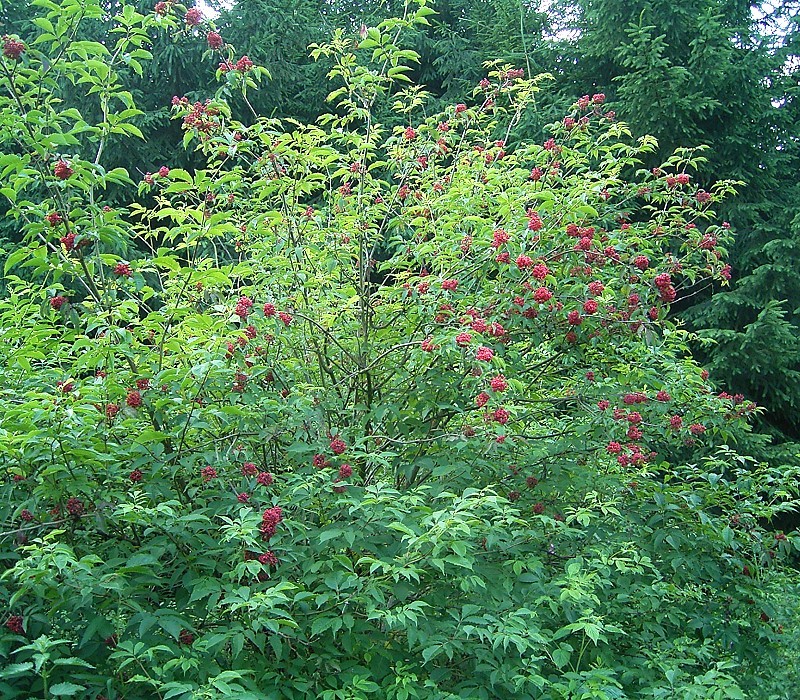 Red Elderberry photo 6