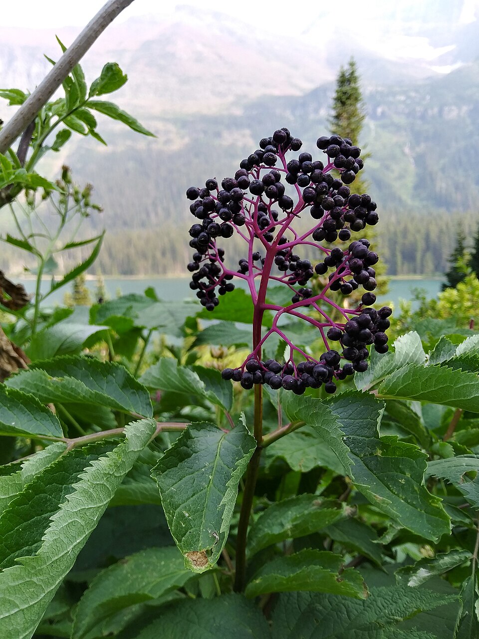 Red Elderberry photo 8