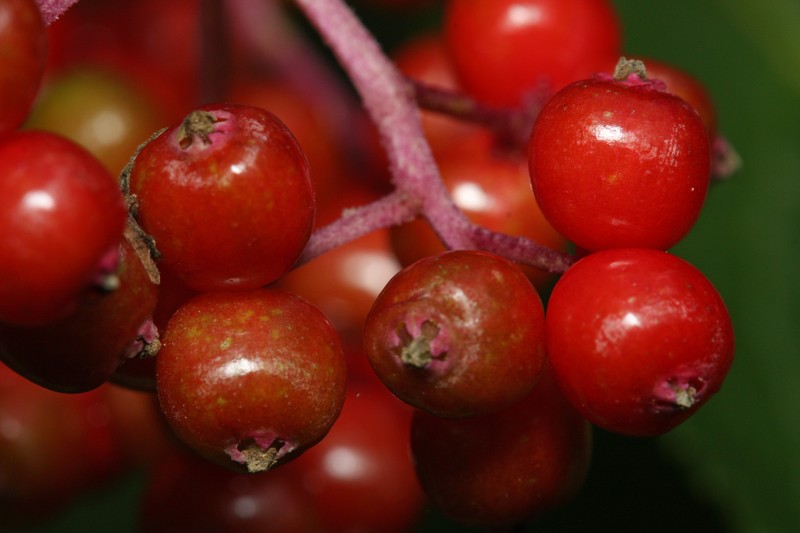 Red Elderberry photo 2