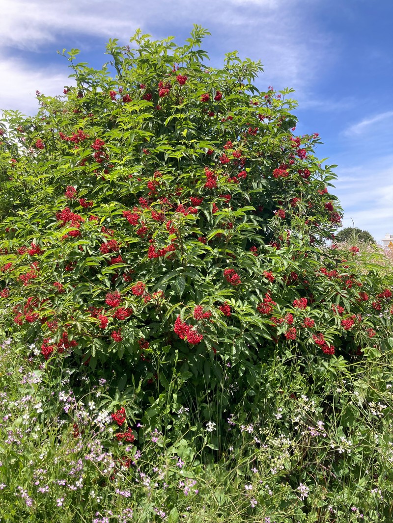 Red Elderberry photo 8