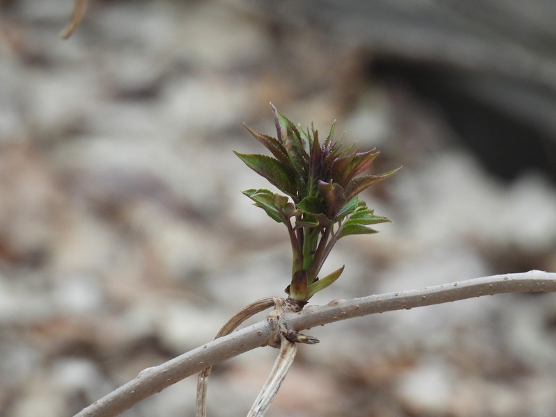 Sambucus racemosa subsp. pubens photo 2
