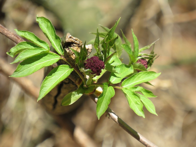 Sambucus racemosa subsp. pubens photo 3