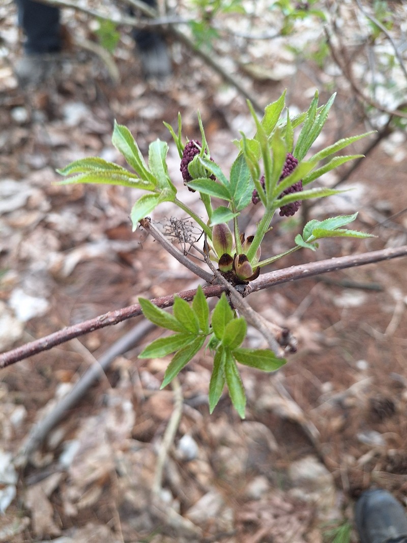 Sambucus racemosa subsp. pubens photo 4