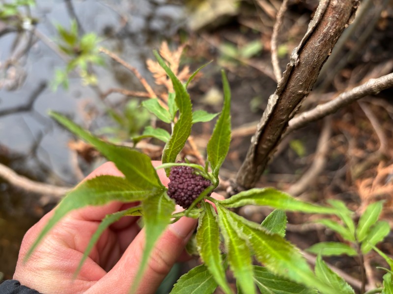 Sambucus racemosa subsp. pubens photo 5