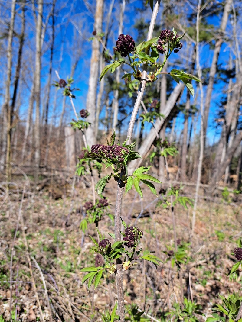 Sambucus racemosa subsp. pubens photo 6