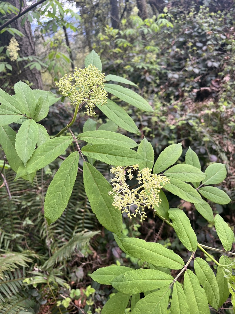 Sambucus racemosa subsp. pubens photo 7