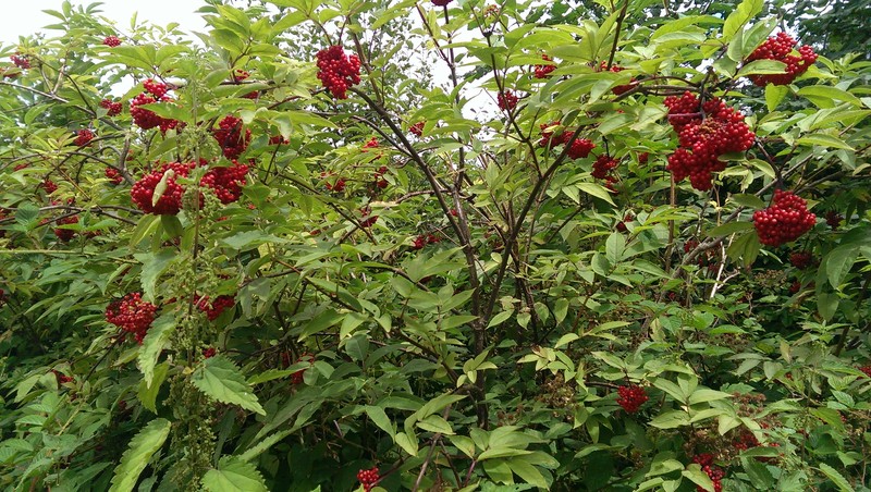 Sambucus racemosa subsp. racemosa