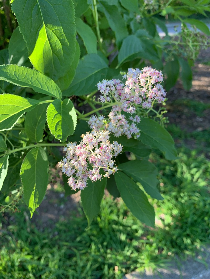 Sambucus racemosa subsp. racemosa photo 2