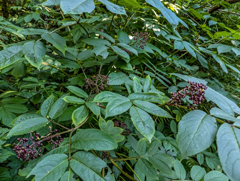 Sambucus racemosa var. melanocarpa