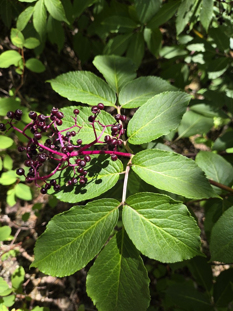 Sambucus racemosa var. melanocarpa photo 2