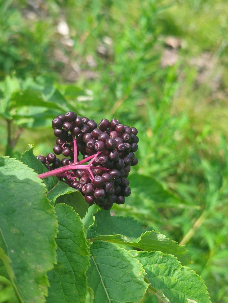 Sambucus racemosa var. melanocarpa photo 3