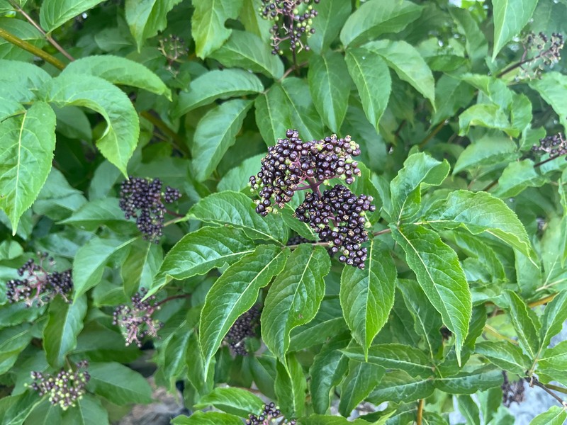 Sambucus racemosa var. melanocarpa photo 4