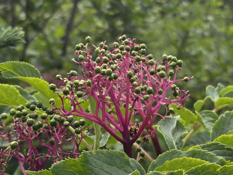 Sambucus racemosa var. melanocarpa photo 5