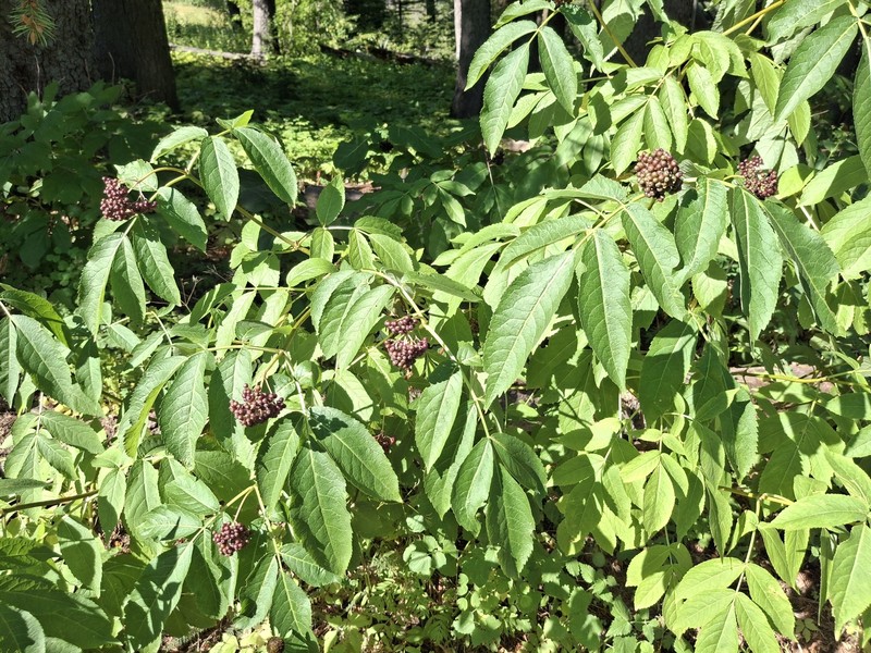 Sambucus racemosa var. melanocarpa photo 6