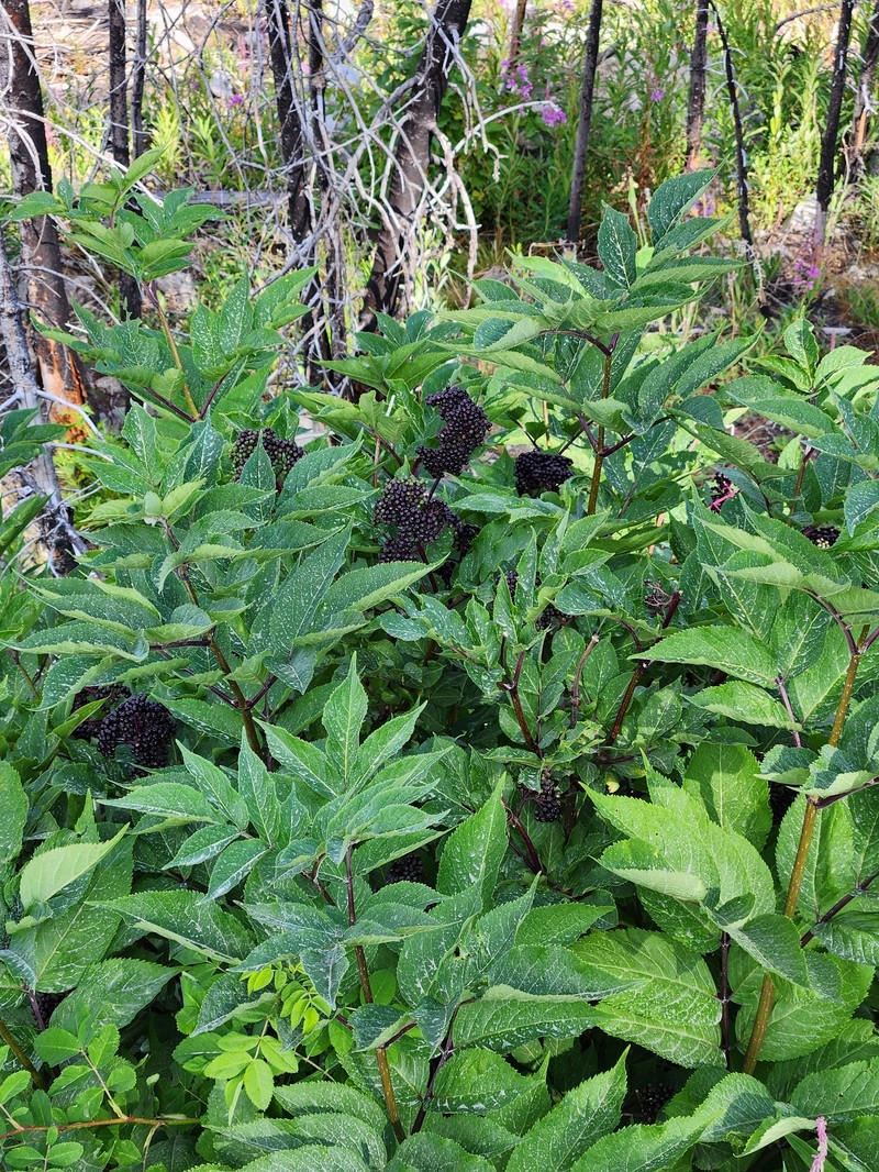 Sambucus racemosa var. melanocarpa photo 7