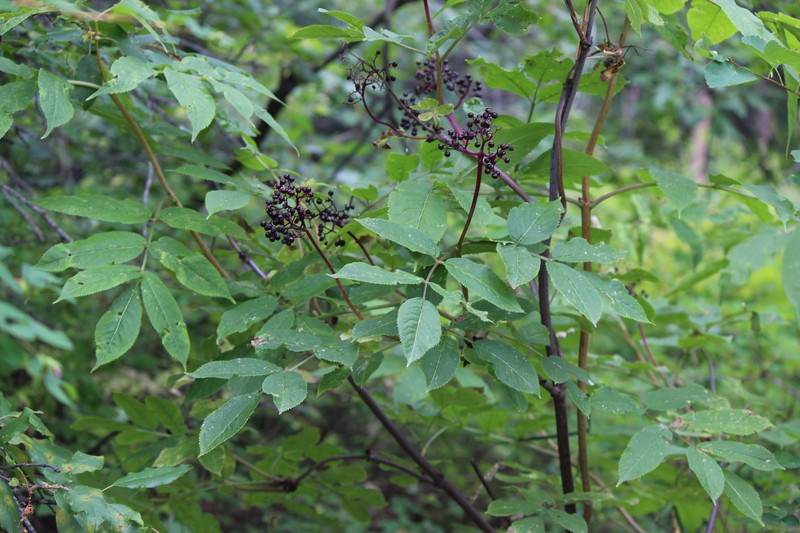 Sambucus racemosa var. melanocarpa photo 8