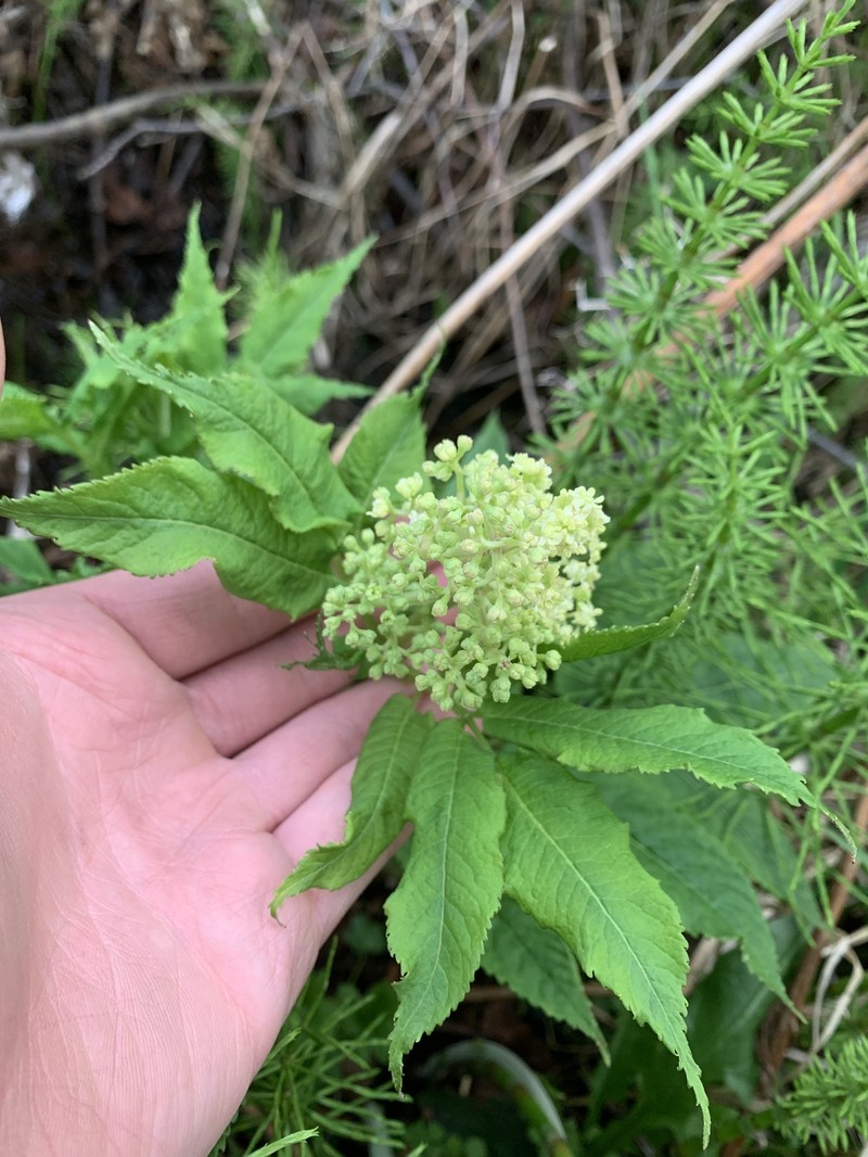 Sambucus racemosa var. microbotrys