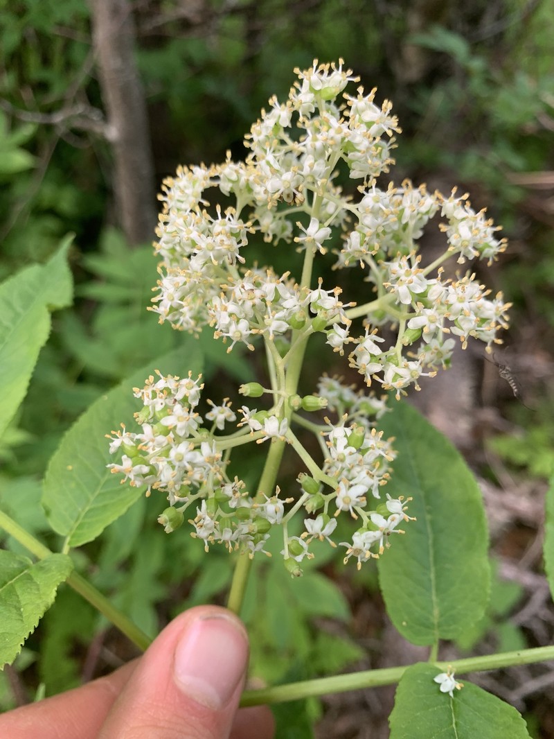 Sambucus racemosa var. microbotrys photo 2
