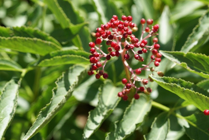 Sambucus racemosa var. microbotrys photo 3