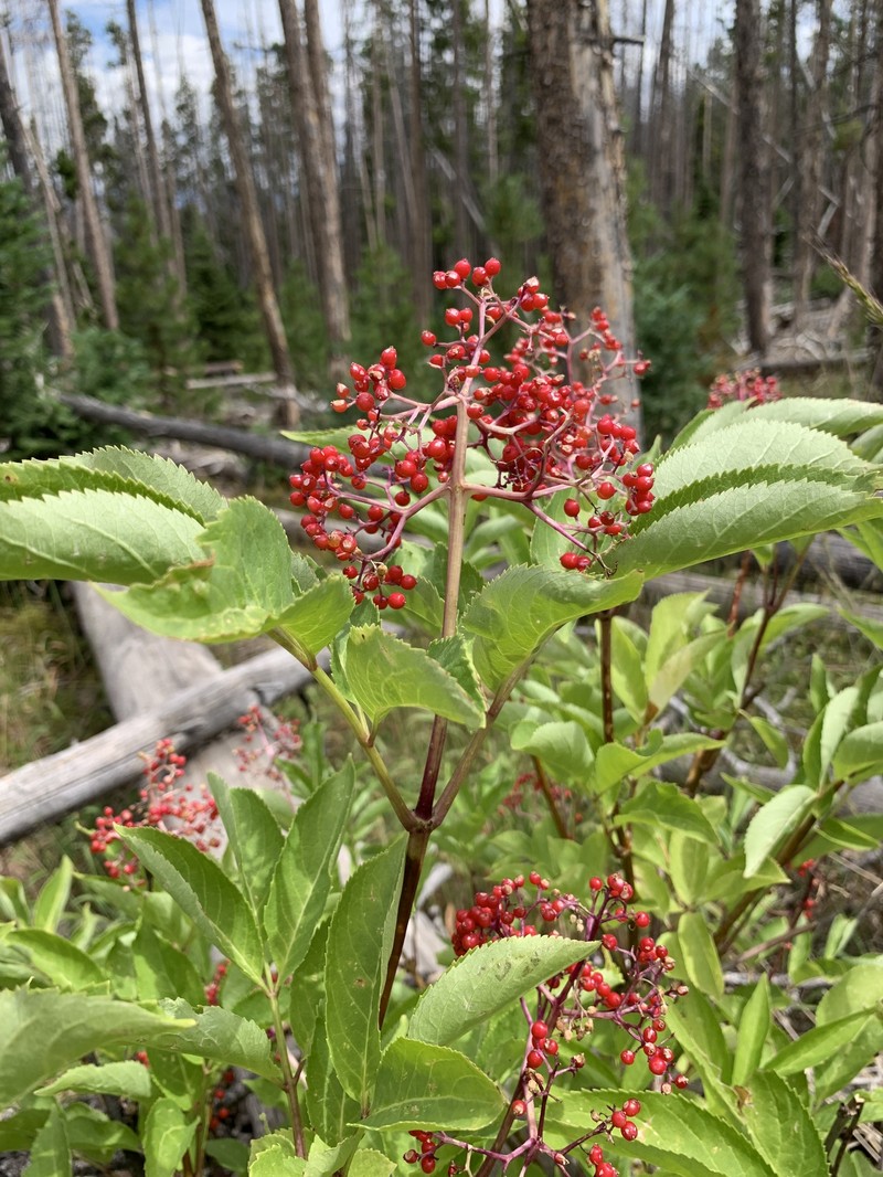 Sambucus racemosa var. microbotrys photo 5