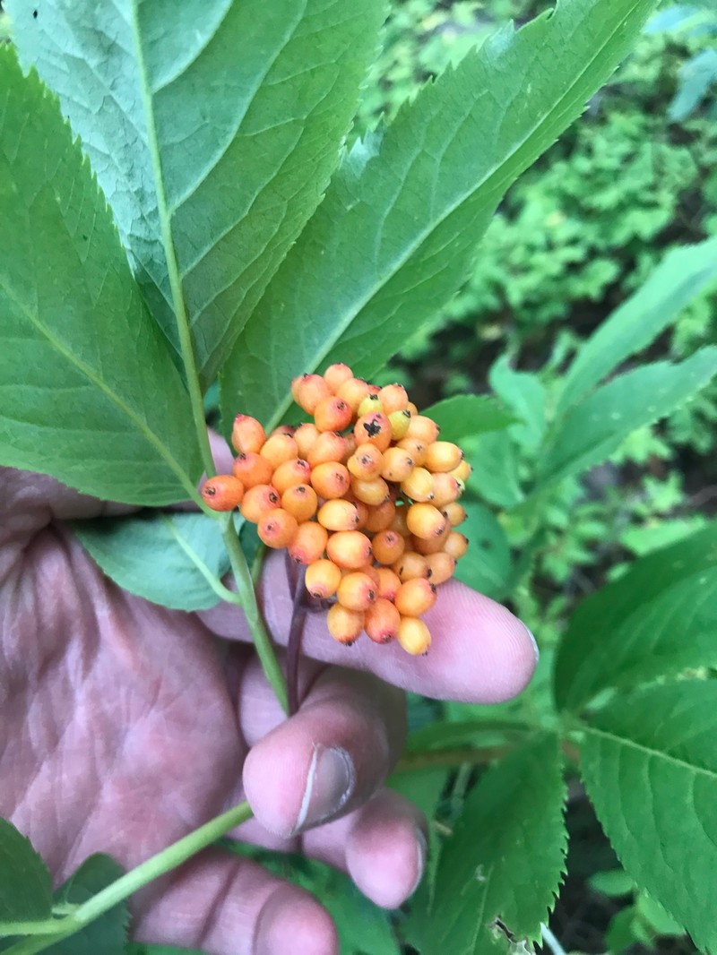 Sambucus racemosa var. microbotrys photo 6